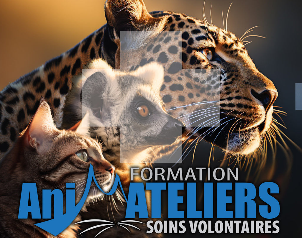 Animatelier Soins volontaires - 12 novembre 2023 / Formation au Familizoo