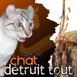 CHAT détruit tout - 11 décembre 2025 / Conférence web EN DIRECT au Québec