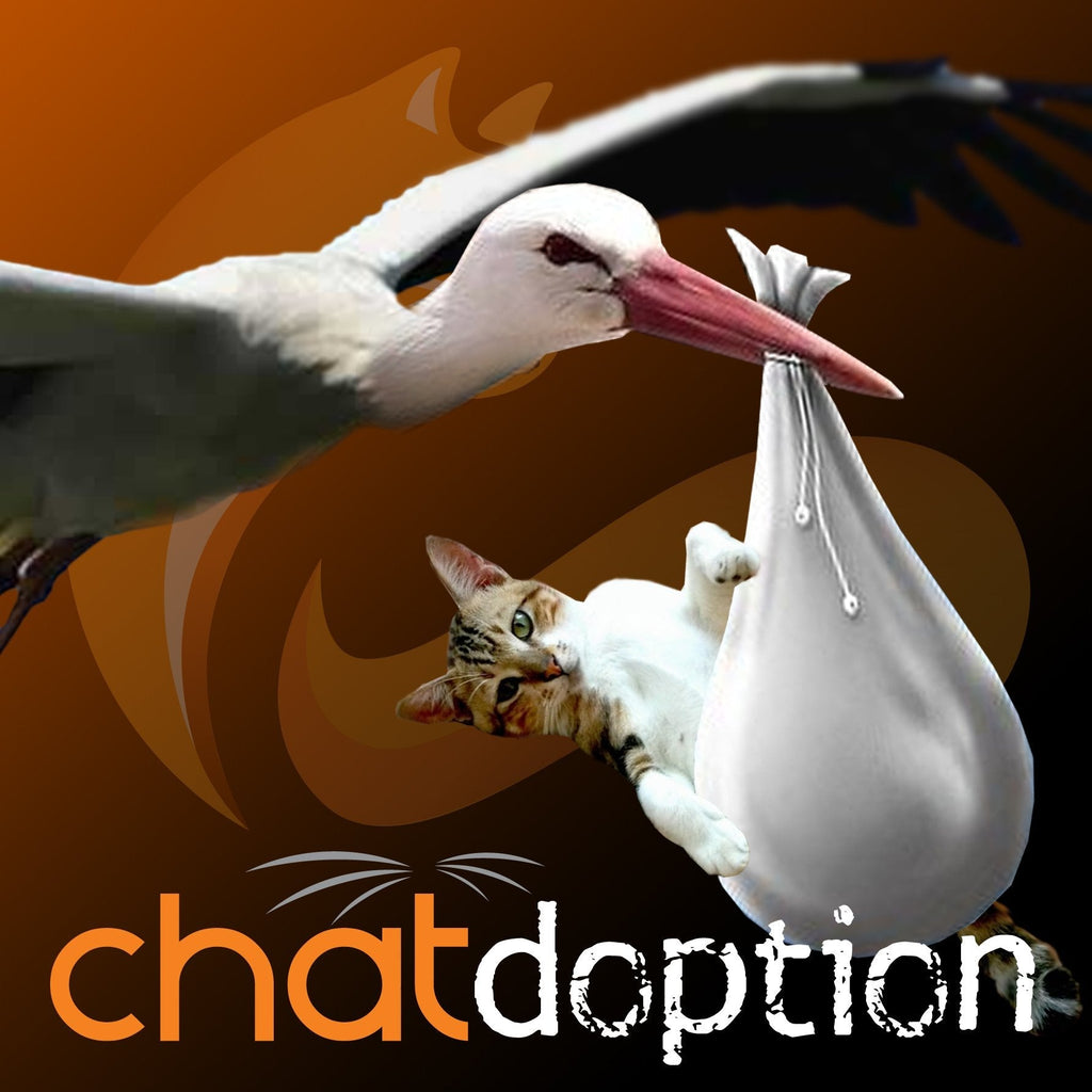 CHAT'doption - Tout pour adopter un chat - 12 mars 2024 / Conférence web au Québec