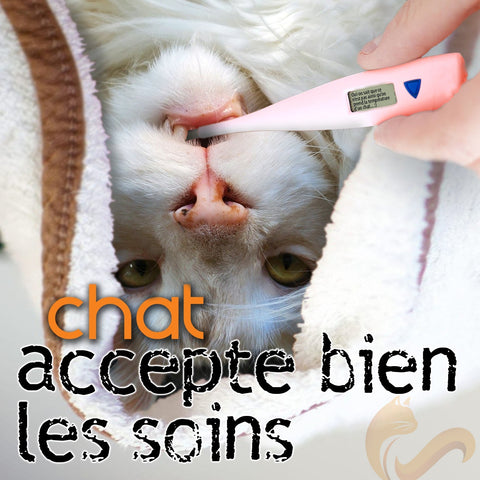 Conférence Chat accepte bien les soins - 16 octobre 2025 / EN PRÉSENTIEL AU SAGUENAY