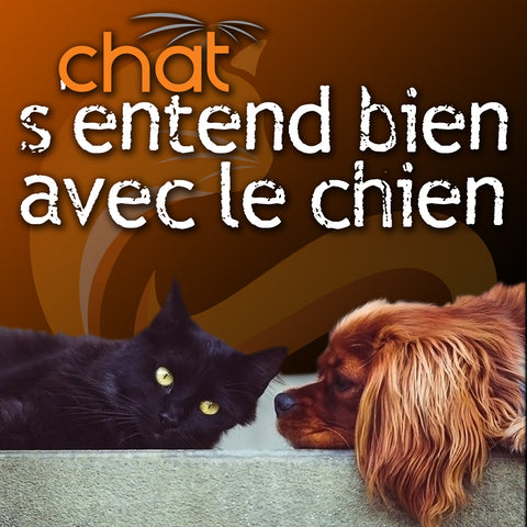 CHAT s'entend bien avec le chien - 11 juin 2025 / Conférence web EN DIRECT (au Québec)