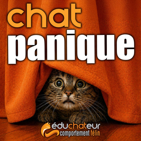 Chat panique - 5 décembre 2026 / Conférence web EN DIRECT au Québec