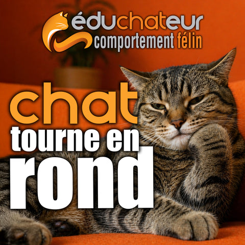 Chat tourne en rond - 7 novembre 2026 / Conférence web EN DIRECT au Québec